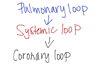 Coronary Circulation