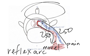 Reflex Arc