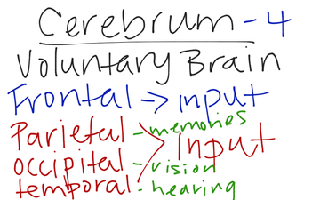 Cerebrum