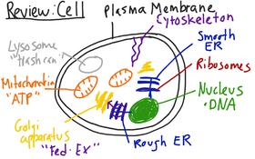Review: Parts of the Cell