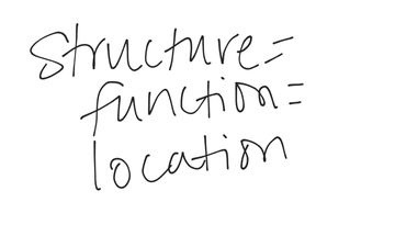 Epithelial Tissue 2
