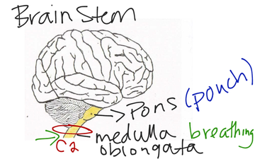 Cerebellum